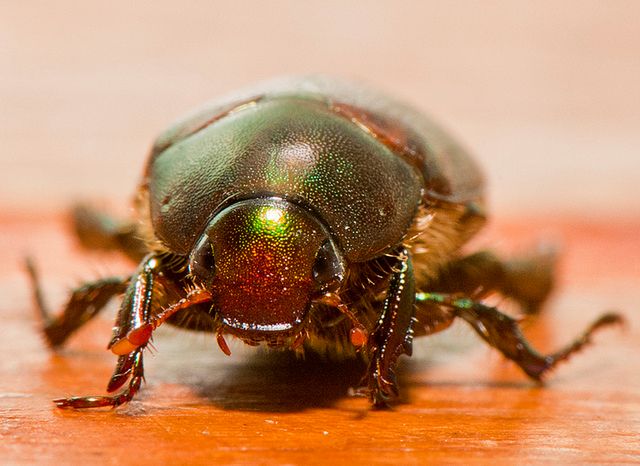 Nipozorny owad czy groźny cyborg? (Fot. Flickr/MikeBehnken/Lic. CC by-nd)