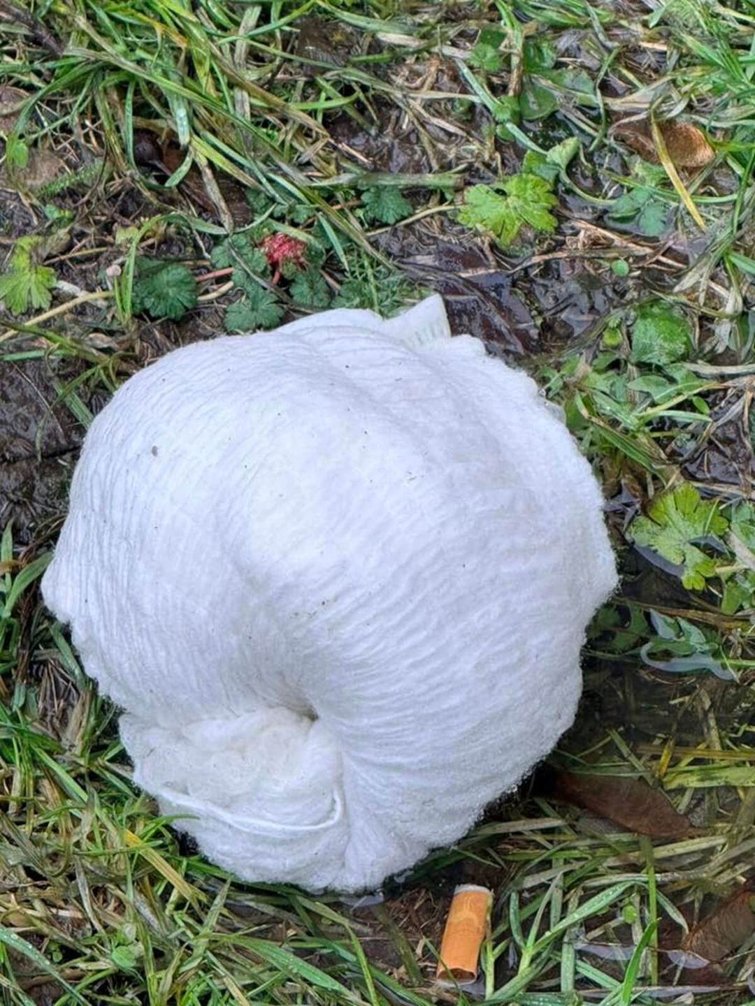 Pampersy na trawniku pod blokiem przy ul. Krzemienieckiej