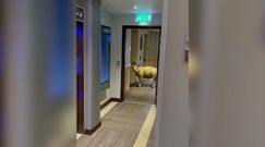 Owca w luksusowym hotelu. Spacerowała po korytarzu