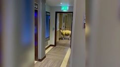 Owca w luksusowym hotelu. Spacerowała po korytarzu
