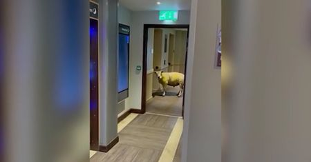 Owca w luksusowym hotelu. Spacerowała po korytarzu