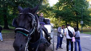 Zakażą przejażdżek dorożkami. Koniec tradycji