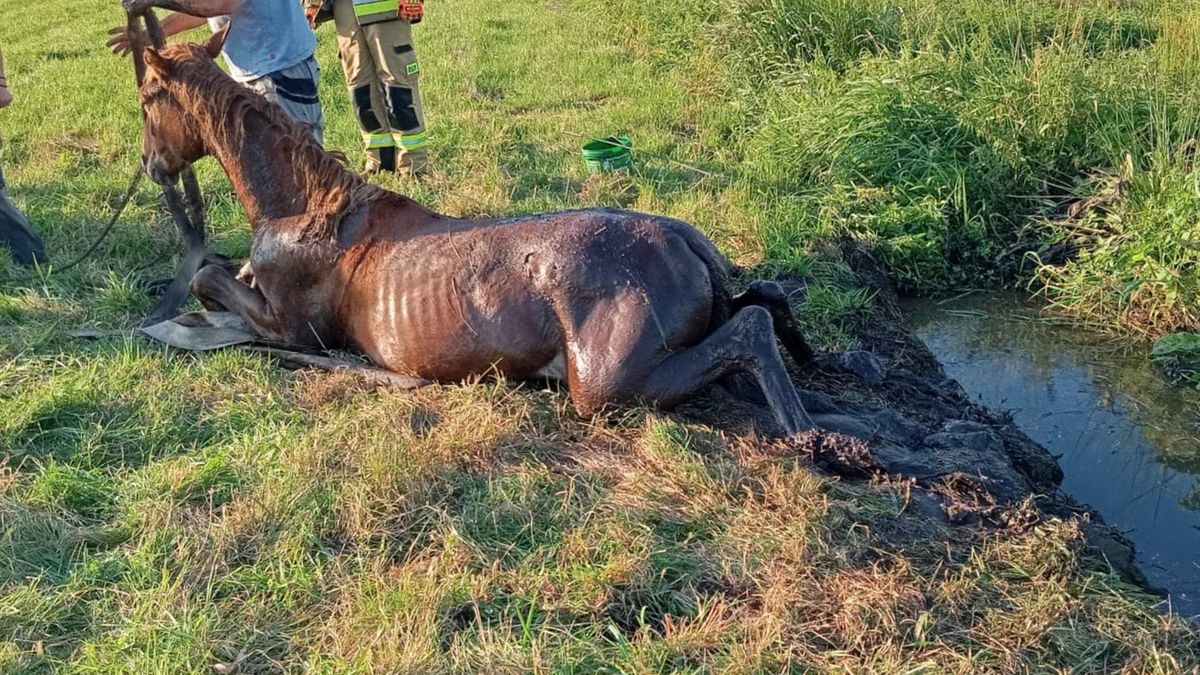 Strażacy z OSP uratowali konia, który wpadł do rowu 