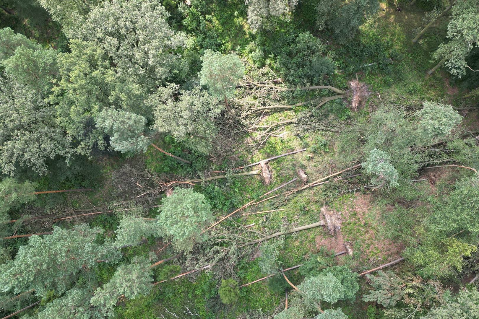 Łamało drzewa jak zapałki. Leśnicy pokazali skutki nawałnic