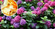 Wysusz, zmiel i rozsyp pod hortensjami. Będą uginać się od kwiatów
