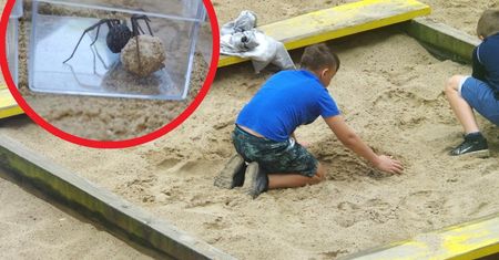 "Samice były dość agresywne". Rodzic pokazał zdjęcia z piaskownicy