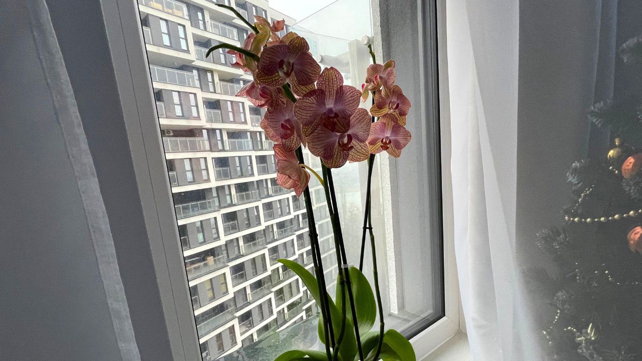 Nourishing your delicate orchid: Unveiling the secrets of homemade care for better blooming