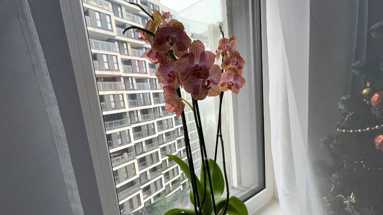 Thanks to this specific, the orchid grows even in winter.