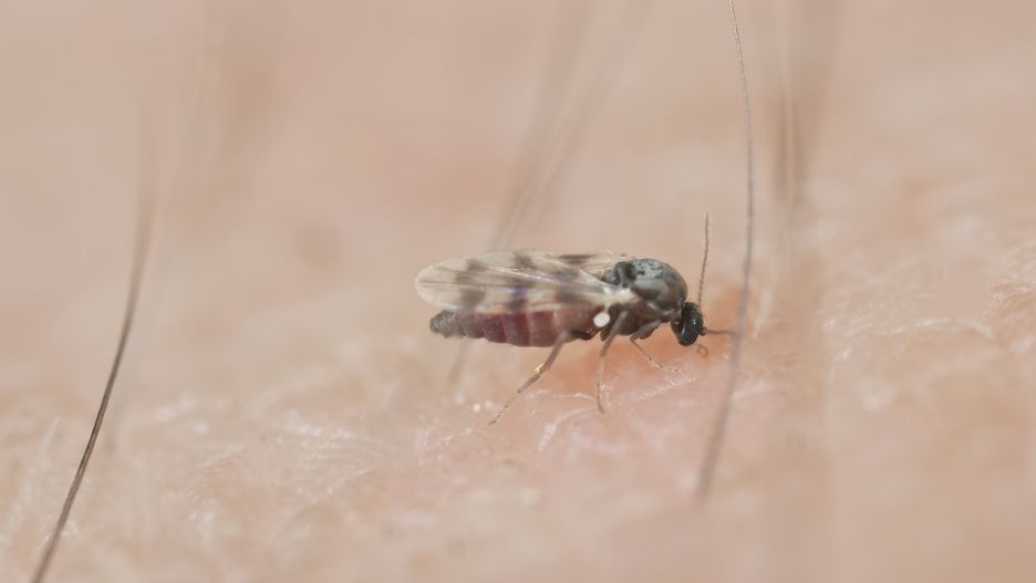 Black fly sucking blood on human arm
Black fly sucking blood on human arm. Extreme close-up with very high magnification.
Henrik_L
Animal, Animals Feeding, Biology, Biting, Black, Black Fly, Black-fly, Blood, Bloodsucking, Close To, Close-up, Culicomorpha, Dipterus, Horizontal, Human Hair, Human Skin, Insect, Irritation, Macro, Magnification, Nature, Outdoors, Pain, Parasitic, Pest, Pierced, Puri Puri, Small, Stinging, Sucking, Unhygienic, Wing, gnat