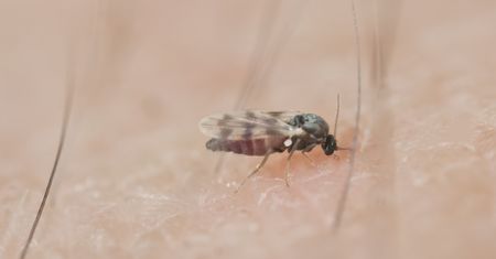 Nienawidzą tego zapachu. Meszki znikną co do jednej