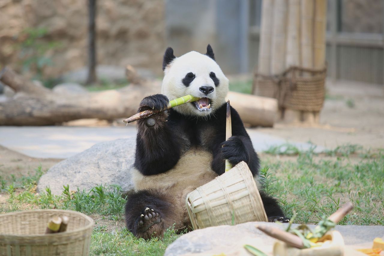 Dieta bambusowa. Mały sekret wielkiej pandy - Panda wielka (Ailuropoda melanoleuca)