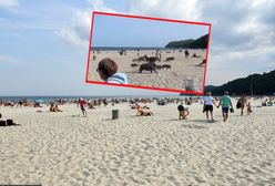 Popłoch na plaży. Ludzie uciekali przed dzikami. Nagranie mrozi krew