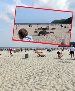 Popłoch na plaży. Ludzie uciekali przed dzikami. Nagranie mrozi krew