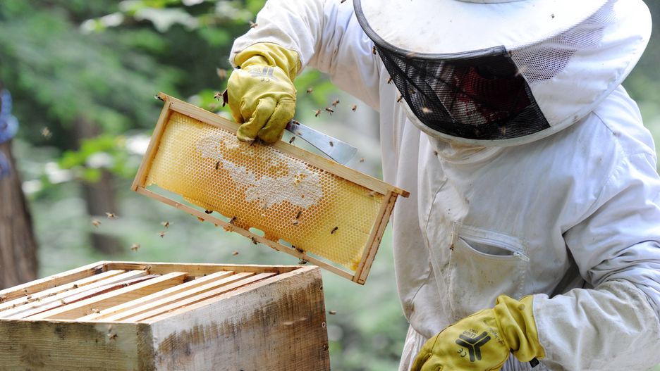 apiculteur, apiculture, ruche, essaim, abeille, printemps, miel, protection, nature, écologie, vert, insectes, seine et marne, arbre, récolte, alvéole, cadre, fumée