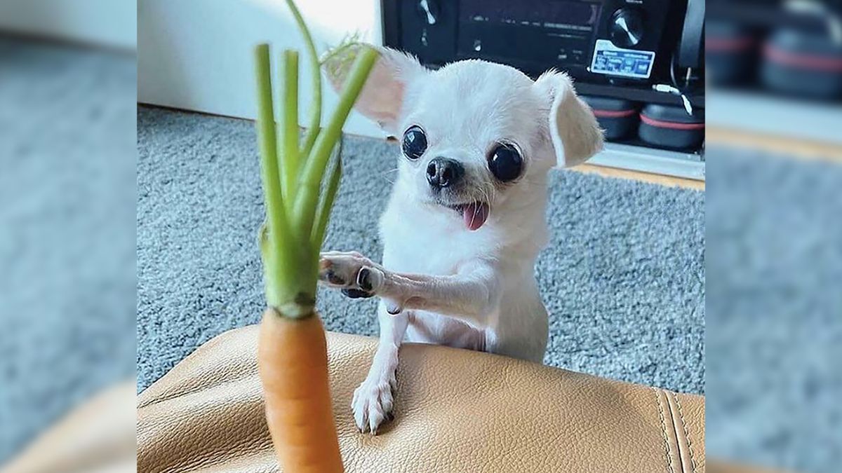 Za to je kochamy. Zobacz zdjęcia najzabawniejszych psów świata 1