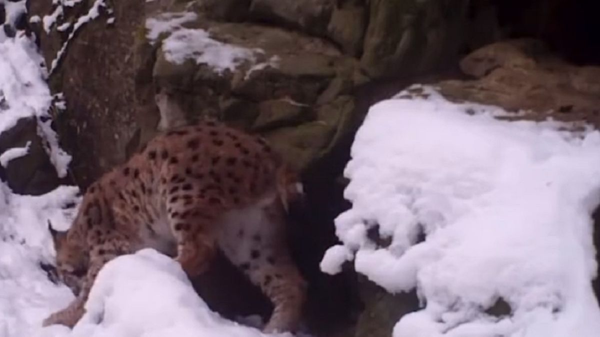 Nagranie rysia z podkarpackich lasów.