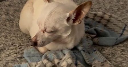 Chihuahua bije rekord Guinnessa. Jest najstarszym psem świata
