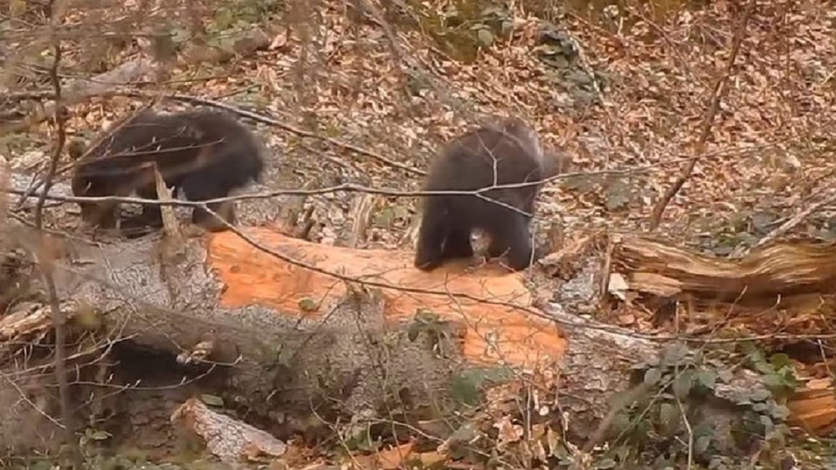 Zrobiły furorę w sieci. Były tak zajęte, że nawet nie zauważyły kamery 