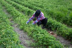 Głośno o Kolumbijczykach w Polsce. Mają już nawet związek zawodowy