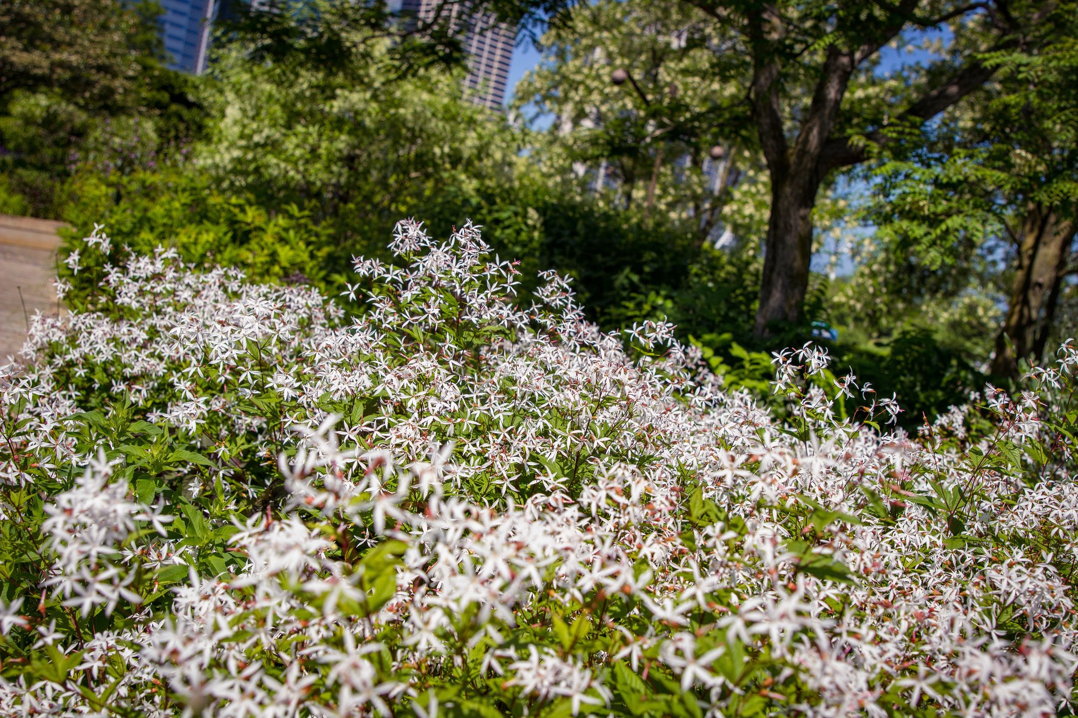 Gillenia trifoliata