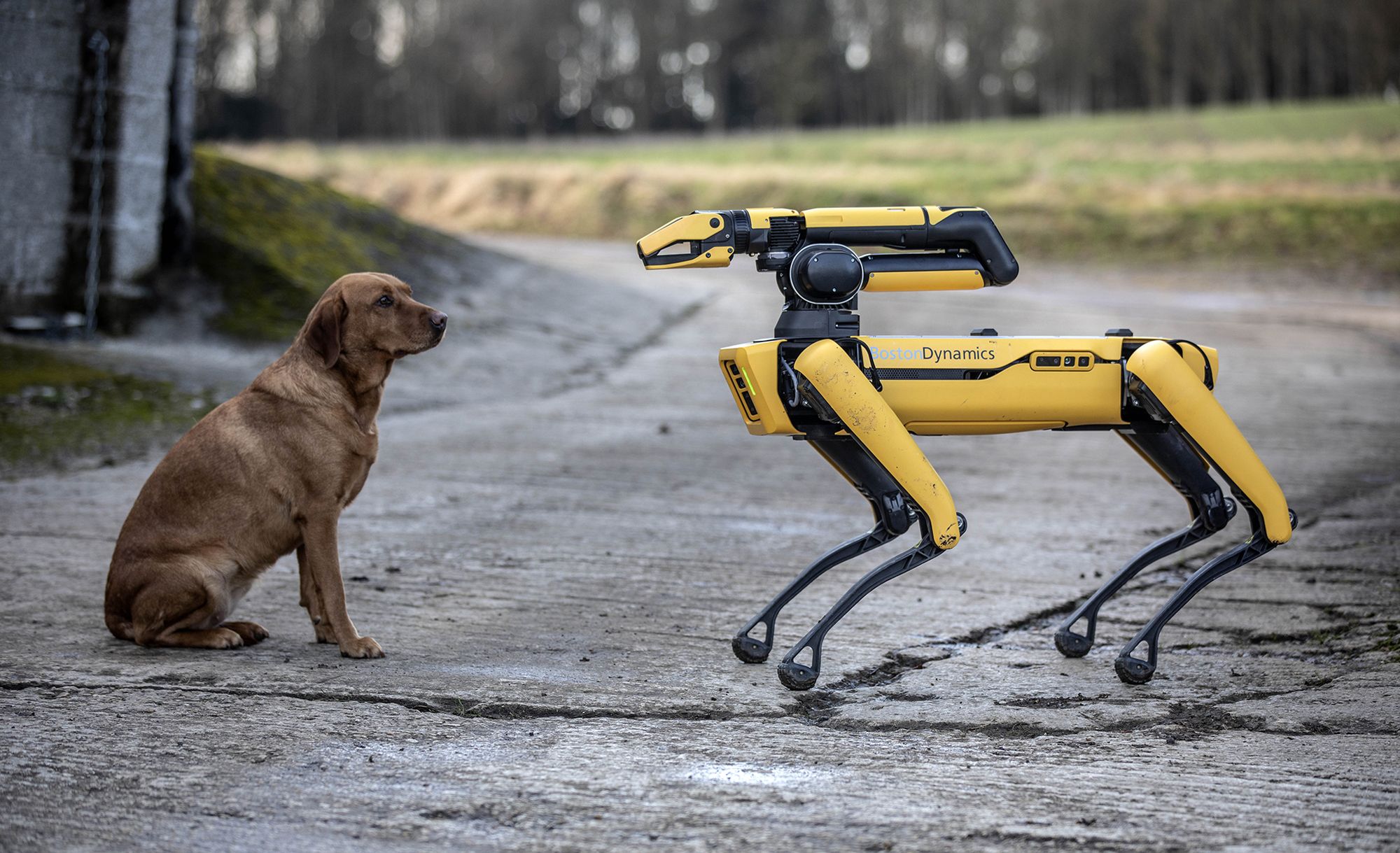 Psy-roboty mogą zawitać do brytyjskiej armii. To początek nowej ery 2