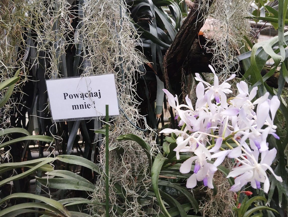 Niektóre odmiany wspaniale pachną