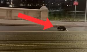 Pojawił się w centrum Wrocławia. Kierowcy musieli omijać go łukiem