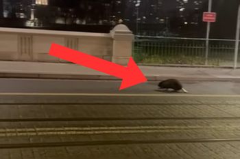 Pojawił się w centrum Wrocławia. Kierowcy musieli omijać go łukiem