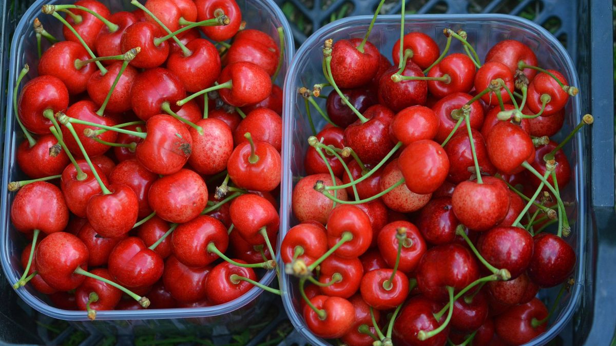 Zatrute czereśnie dla najezdców 