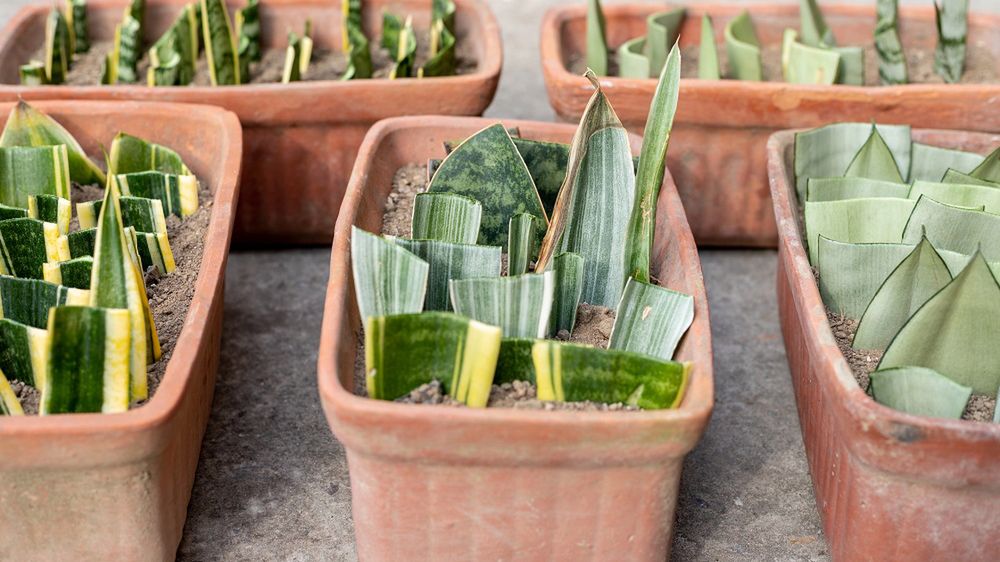 Oczyści powietrze z toksyn i świetnie reguluje wilgotność. Ta roślina pomoże też w walce z bezsennością