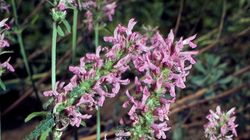 Bukwica zwyczajna - właściwości, działanie i zastosowanie