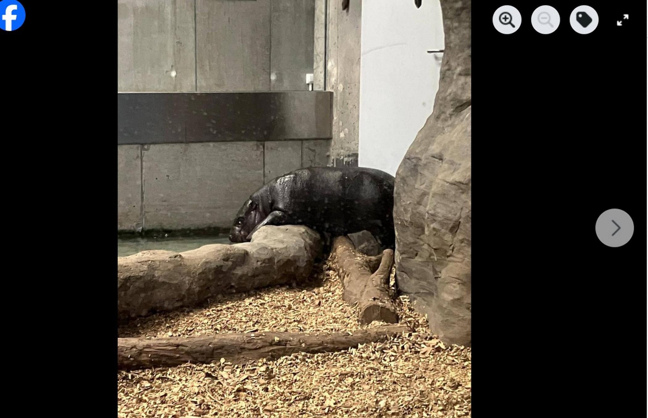 Na zdjęciach możemy zobaczyć niewielkie, ciemnoszare zwierzę, które ostrożnie eksploruje nowy wybieg, fot. Facebook ZOO Kraków