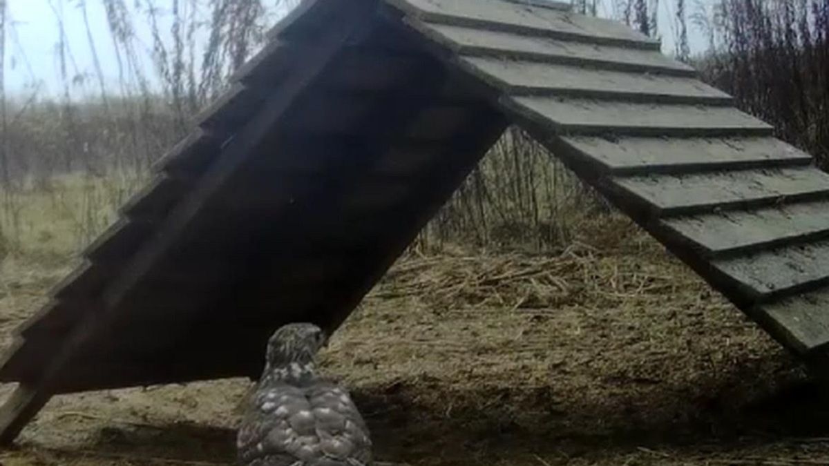  Leśnicy pokazali wideo, na którym dużo się dzieje 