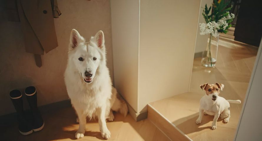 Arbiton po raz pierwszy reklamuje się kampanią w telewizji. Psy w roli głównej