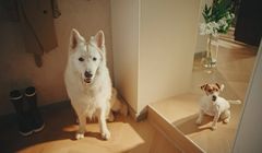 Arbiton po raz pierwszy reklamuje się kampanią w telewizji. Psy w roli głównej