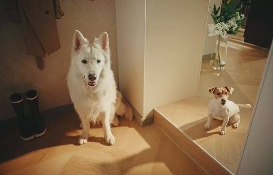 Arbiton po raz pierwszy reklamuje się kampanią w telewizji. Psy w roli głównej