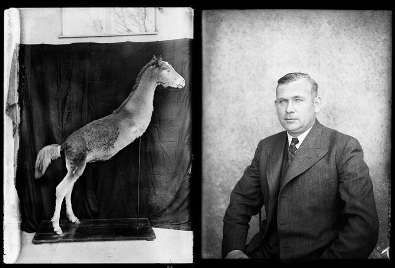 Wiesław Rakowski. Archiwum Zoologiczne. Wystawa, którą warto zobaczyć! 4