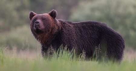 Niedźwiedź zaatakował czteroosobową rodzinę. Dramat w górach