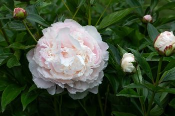 Pąki piwonii zasychają? Ogrodnicy wskazują przyczynę