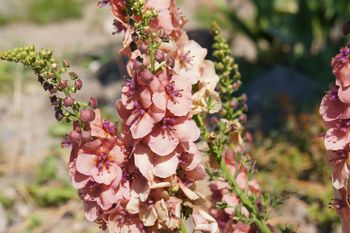 Ogrodnicy znów ją sadzą - dziewanna radzi sobie tam, gdzie inne rośliny zawodzą