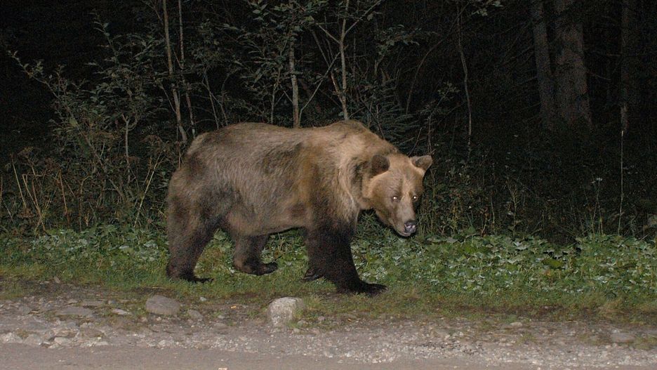 niedźwiedź