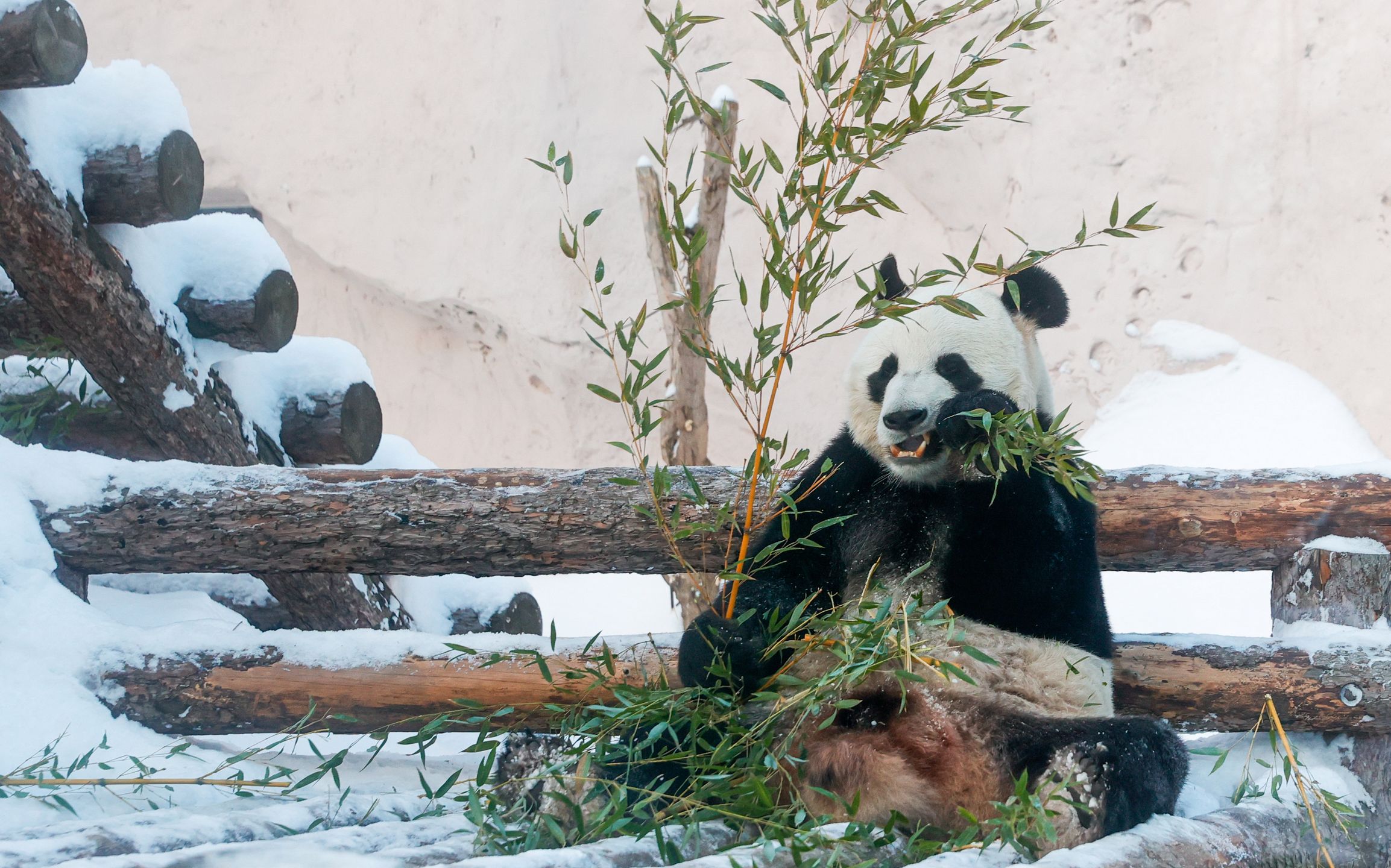 Majestatyczna panda na zdjęciach. Fotografie uchwycono w zoo 3