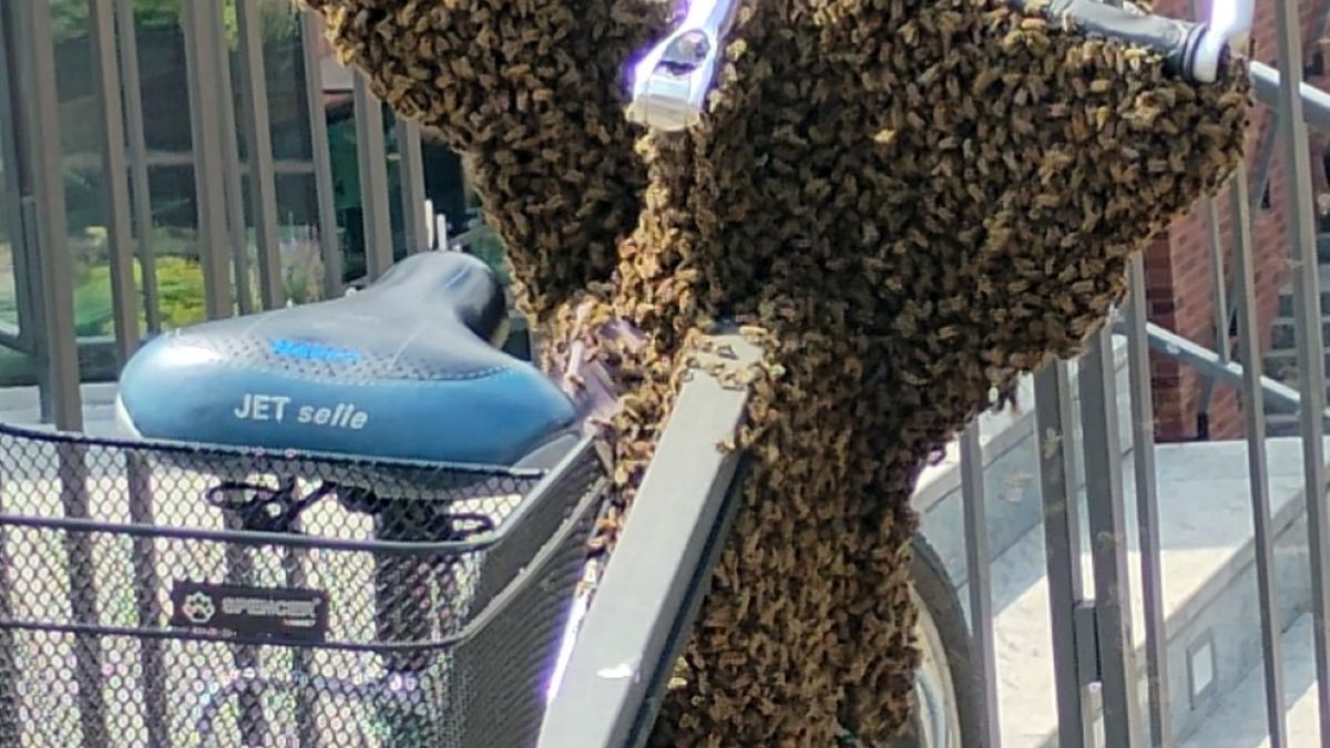 Pszczoły obsiadły rower w Gdańsku. Widok przyprawia o ciarki