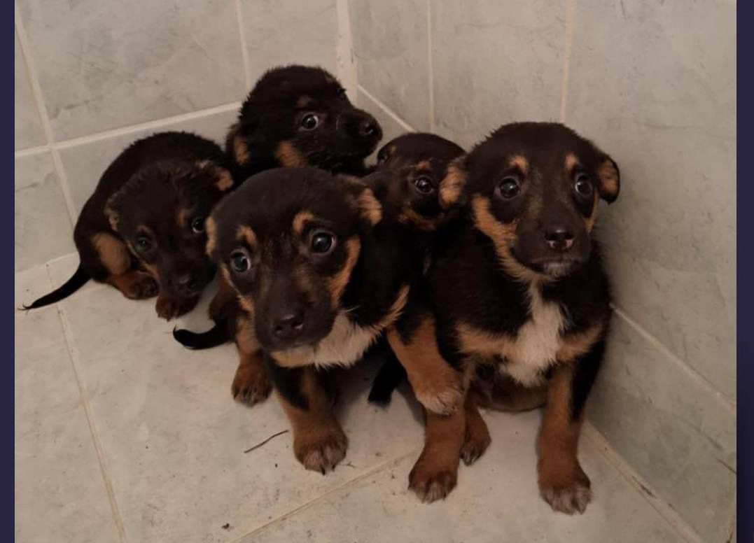 Łódź: Pracownik Poczty Polskiej uratował pięć szczeniąt