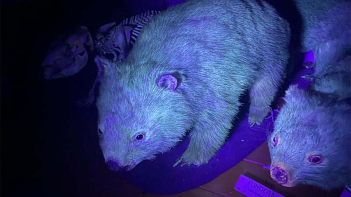 Wombaty świecą w świetle UV