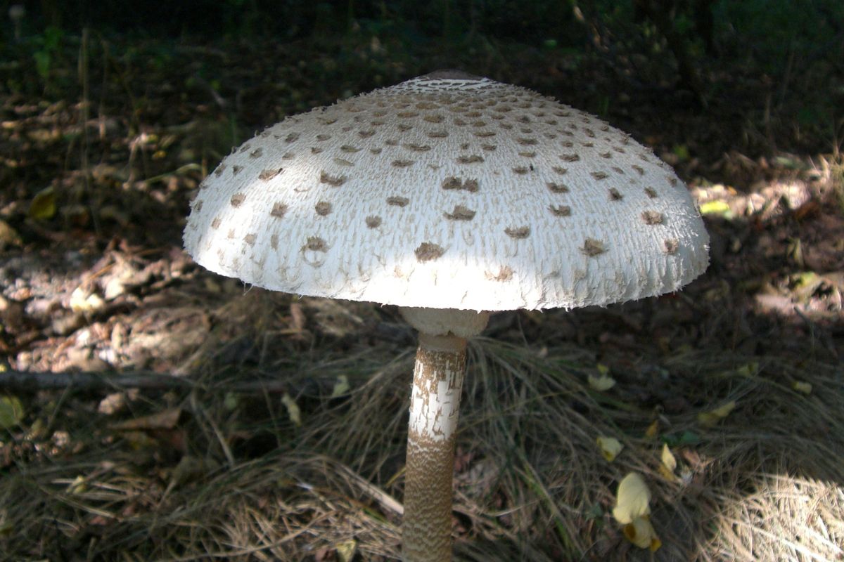 Czubajka kania