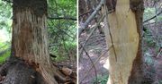 Nietypowe rany na drzewach. Leśnicy pokazali zdjęcia z Bieszczadów