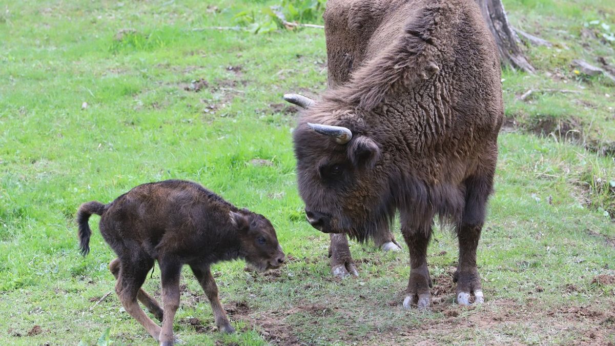 Mały żubr przyszedł na świat w Bieszczadach.