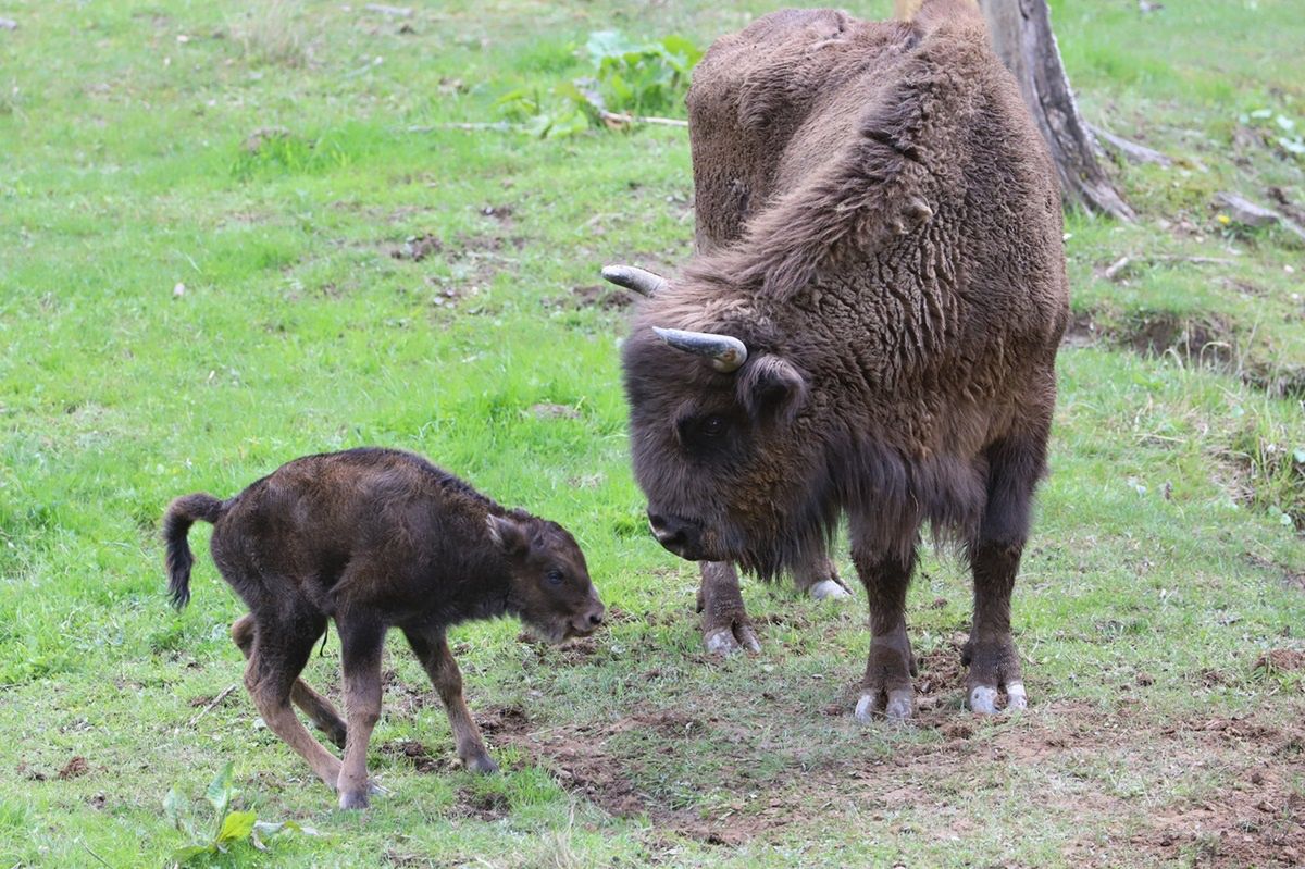 Radość w Bieszczadach. Urodziło się pierwsze żubrzątko