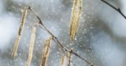 Zmiany klimatyczne nasilają alergie. Wszystko przez wzrost temperatur